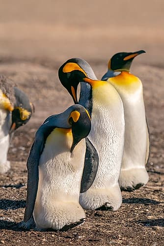 Falkland Islands, Saunders Island. Close-up of king penguins. Art Print